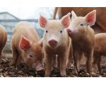 Практичний досвід специфічної профілактики епідемічної діареї свиней
